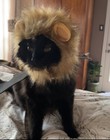 Cat Costume The Cowardly Lion Super Cute  Halloween Kitty Outfit Pet Clothes