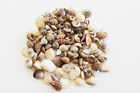 1 4 Lb  400  Tiny Indian Ocean Micro Shells 1 4-5 8  Beach Wedding Crafts Coast