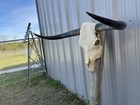 Longhorn Steer Skull 3 Feet 4 Inch Wide Horns Bull Horn Mounted Cow Head