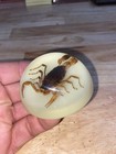 Scorpion      Paperweight Real Taxidermist Usa Lucite Glow In The Dark Gift