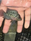 Flowerhorn F4 Female Cichlid Live Freshwater Fish Carries All Flowerhorn     
