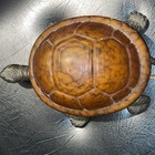 Turtle Lamp Frosted Amber Glass Shade Heavy Metal Base Table Decor Night Light
