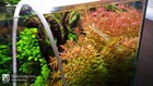 3 Stems Rotala Orange Juice Live Aquarium Plants Beautiful    Free S h Rare  