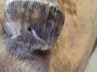Antique African Heavy Carved Architectural Wood Salvage Post