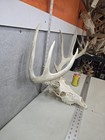 Wild 8 Point 143-3  Whitetail Deer Skull European Decor Man Cave Taxidermy Buck