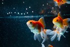 1mm - 1 32  35  Protein Economy Floating Pellets For Tropicals   More  Wl