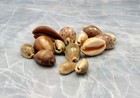 Cowrie Shell Assorted Mix  approx  Half Cup 10  Shells 0 75  Inches 