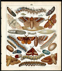 1851 Friedrich Berge Orig Antique Print Pine Tree Lappet  Life Cycle  Moth