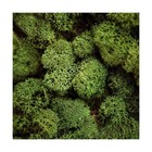 Preserved Reindeer Moss Natural Green Diy Kit Gardenning Art Wall Decor Flori   