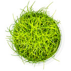 Mini Dwarf Hairgrass  pusilla  Aquarium Freshwater Live Plants