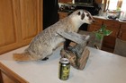 Badger Mount Taxidermy Whitetail Deer Shed Antler Log Cabin Decor Skunk Coyote