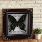 Real Butterfly Framed Handmade  Taxidermy Butterfly Shadow Collection  Framed   