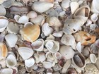 Crushed Broken Sea Shells Florida 22 Lb Washed With Tap Water No Bleach   