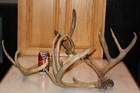 Wide Whitetail Deer Mounts Taxidermy Skull Antler Hunt Rack Log Cabin Wall Decor