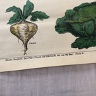 Rare Vintage Poster La Soupe Les Fils D    Emile Deyrolle Richie Laugher Paris