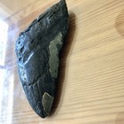 5 2    Megalodon Shark Tooth Fossil Teeth Kids Present Rare Sharks Gift Nc Sharks