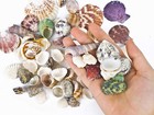 Mixed Sea Shells 80-85pcs For Beach Theme Decor  Crafts   Vase Fillers