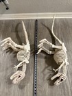 Set Of 2 Crazy Bonez T-rex Skeleton Figure Dinosaur Bones Decor   Toy