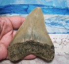 Megalodon Shark Tooth 4  Sharks Teeth Big Jaw Fossil Real Megladon Classic