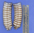 2 Nice Very Large Western Diamondback Rattlesnake Rattle  264-6