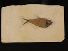 50 Million Year Old Diplomystus Fry Fish Fossil From Fossil Lake Wyoming 594gr