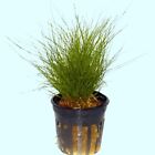 Dwarf Hairgrass Mini Eleocharis Parvula 1 Pot Live Aquarium Plants