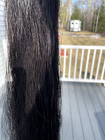 Aqha Fake Horse Tail