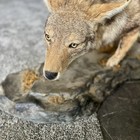 Beautiful Full Body Coyote Taxidermy Mount Stalking Pose Man Cave Cabin Decor