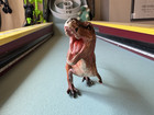 Safari Ltd Carnegie Tyrannosaurus Rex Dinosaur Figure 1998 T-rex Figurine Toy