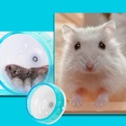 Silent Wheel Small Non-slip Pets Running Sports Exercise Wheel For Small Anim   