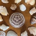 Seashells-lot Of 35 Size Small To Medium Very Beautiful