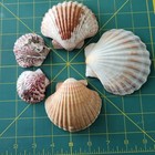 Natural Scallop Sea Shells  Beautiful Collection Beach Decor  Crafts