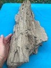 Texas 26x12x6 Petrified Live Oak Wood Bark Slab Knots   Pyrite Termite Tunnel