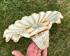 Pair Antique Cast Iron Seashells Garden Salvage Rusty White Metal Scallops Clam