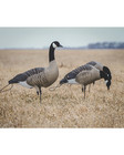 Avery Outdoors Ghg Pro Flex Full Body Goose Decoys Dozen With Field Stakes