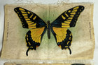 Lot Of 7 Antique Tobacco Premium Silks - Tokio Butterfly  large And Small   Nebo