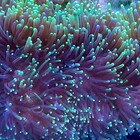 Emerald Galaxea Live Saltwater Lps Coral Frag For Reef Aquarium