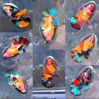 5 Live Female Bettas  Sorority Betta  Koi Bettas