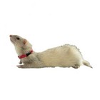 Marshall Pet Ferret Bell Collar  Red 3 8  Flat Nylon Collar W Snap Buckle  New 