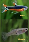 Santa Maria Endler Fish guppy Endler- Trio - 1m 2f