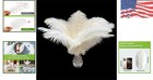 Natural Cruelty-free 20 Pcs White Ostrich Feathers 10-12 Inch For Decoration