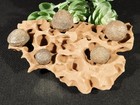 Five  Moqui Marbles On An Eroded Natural Navajo Sandstone Formation Utah 479gr