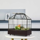 Large Tall Plant Terrarium Glass Greenhouse With Lid And Tray  Indoor Tableto   