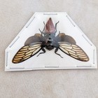 Red Devil Locust Specimen Entomology Taxidermy Oddity Curiosity Craft Decor