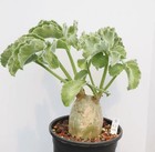 6cm Raresucculent Plant Cyphostemma Uter Var  Macropus Boutique Garden