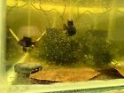 Breeding Pair German Black Knight Rams   Us Bred  1m 1f Pair  Young Adults 