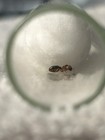 Queen Ant - Pheidole Bicarinata - W eggs