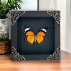 Entomology Gift Real Framed Butterfly Insect Taxidermy Wall Hanging Home Decor