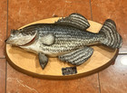 Archie Phillips Mounted Black Crappie Wall Plaque 15    5  Vintage Taxidermy Euc