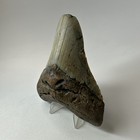 Megalodon Shark Tooth 4 39 Inch - Thick - Natural Fossil - Real Teeth 20263
